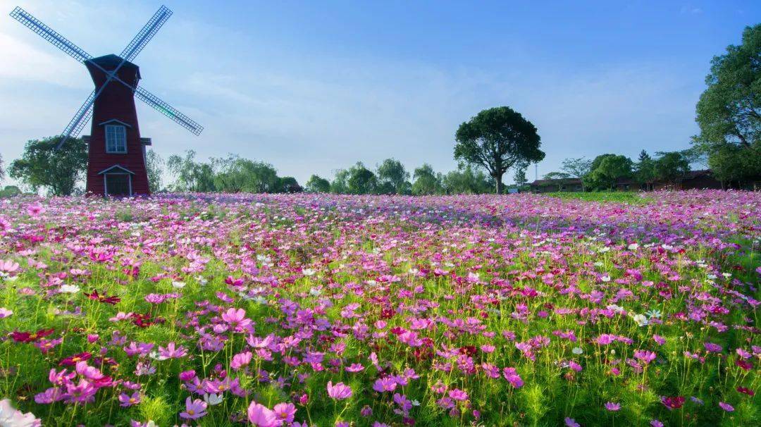 探索最新地址，野花与未来的无限可能