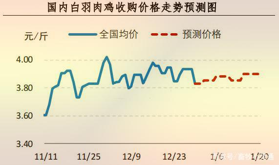 白羽鸡最新价格行情分析