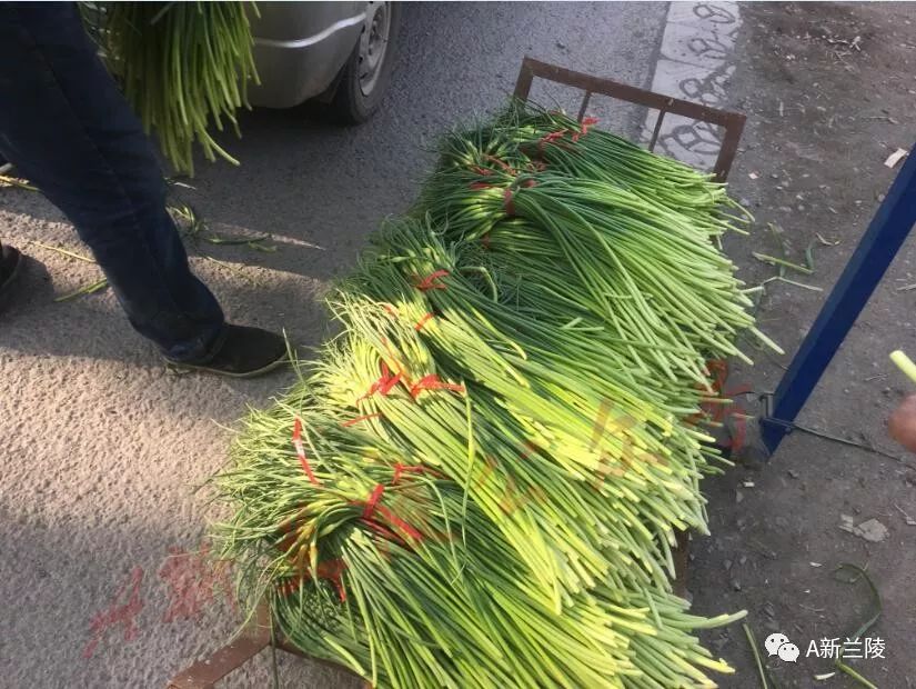 今日苍山蒜苔最新价格及市场动态分析